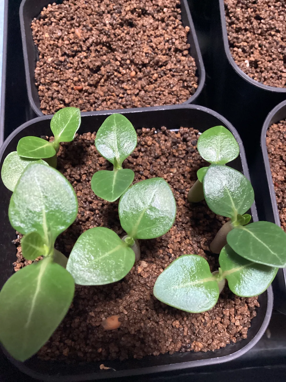 Adenium arabicum (アデニウム アラビカム イエメン)