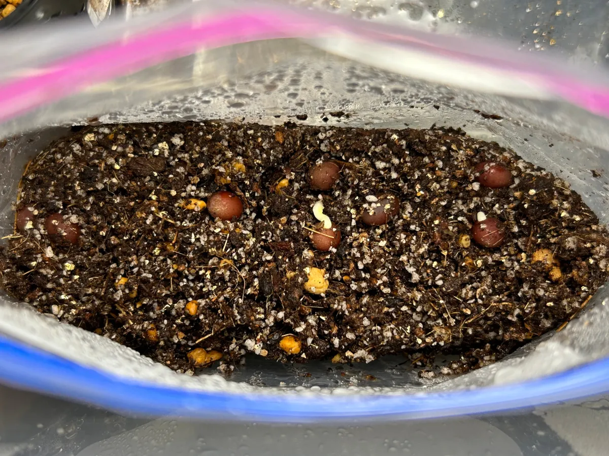 Brahea Brahea sp. 'Super Silver' (ブラヘア スーパーシルバー)