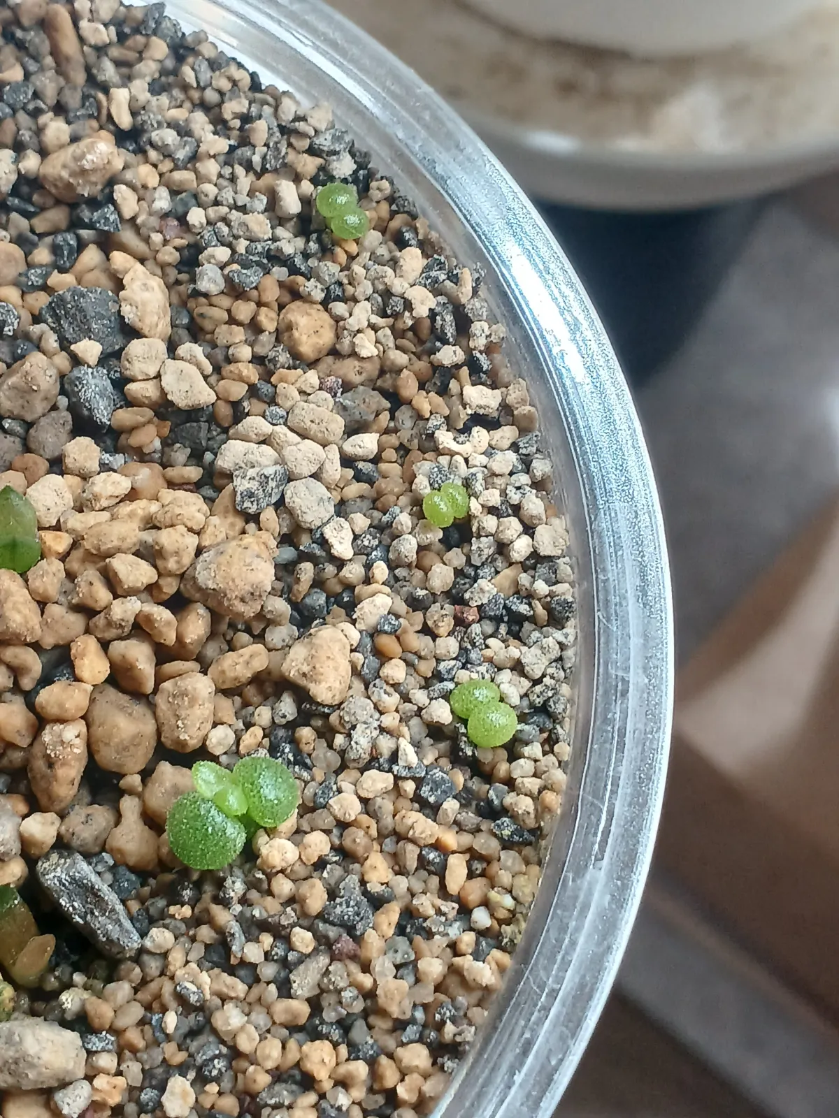 Tylecodon reticulatus subsp. reticulatus (ティレコドン レティクラタス)