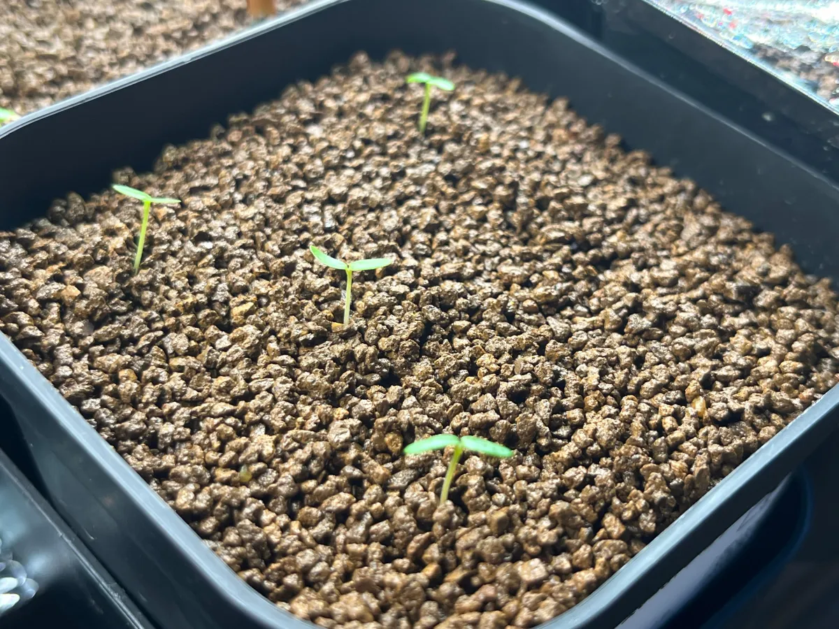 Beiselia mexicana (ベイセリア メキシカーナ)