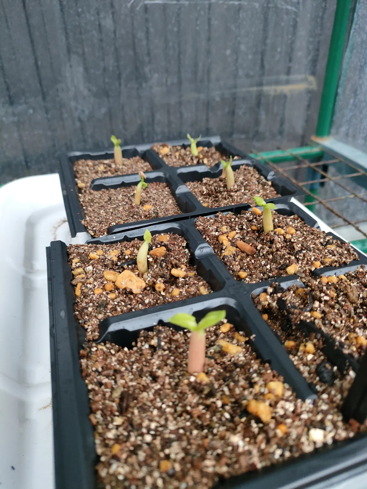 Adenium arabicum Black Stem (アデニウム アラビカム ブラックステム)