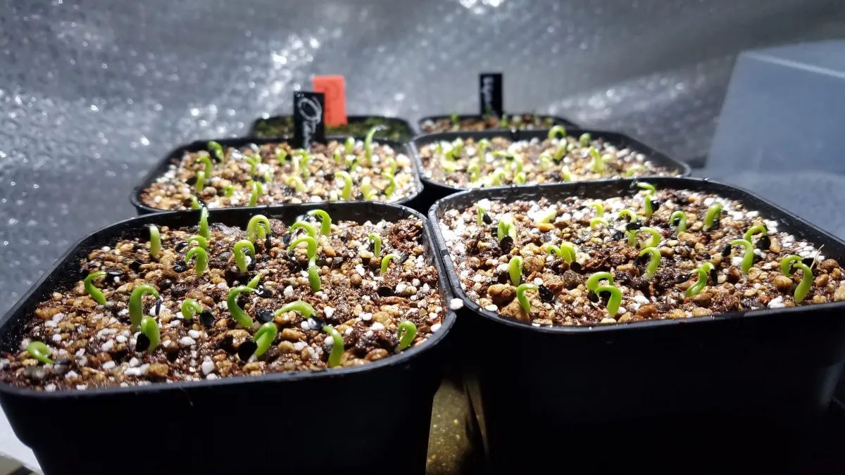 Agave oteroi (アガベ オテロイ)