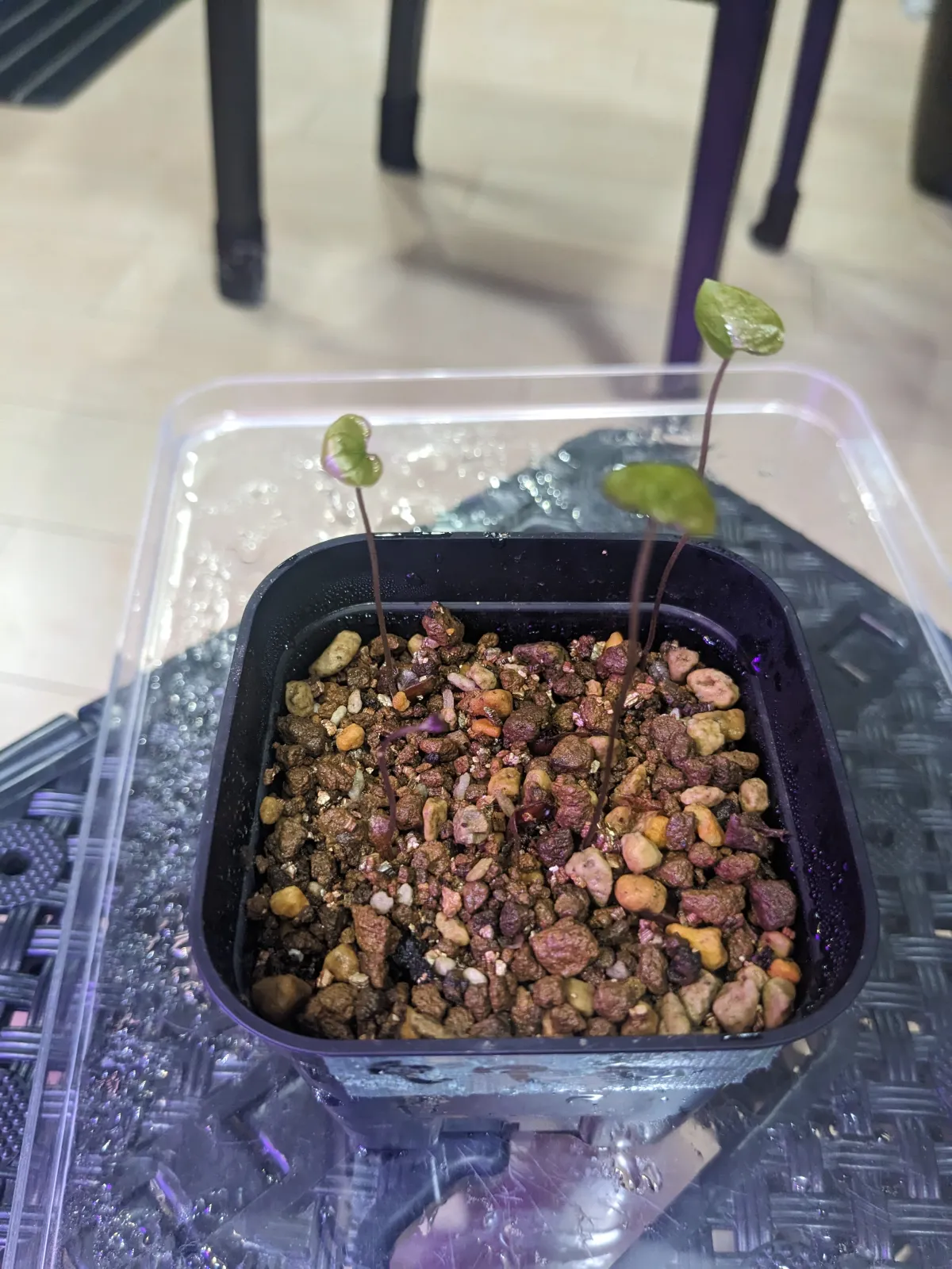 Dioscorea elephantipes (ディオスコレア エレファンティペス アフリカ亀甲竜)