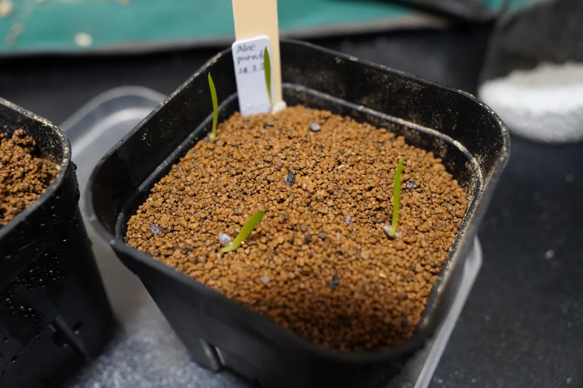 Aloe parvula (アロエ パルブラ 女王錦)