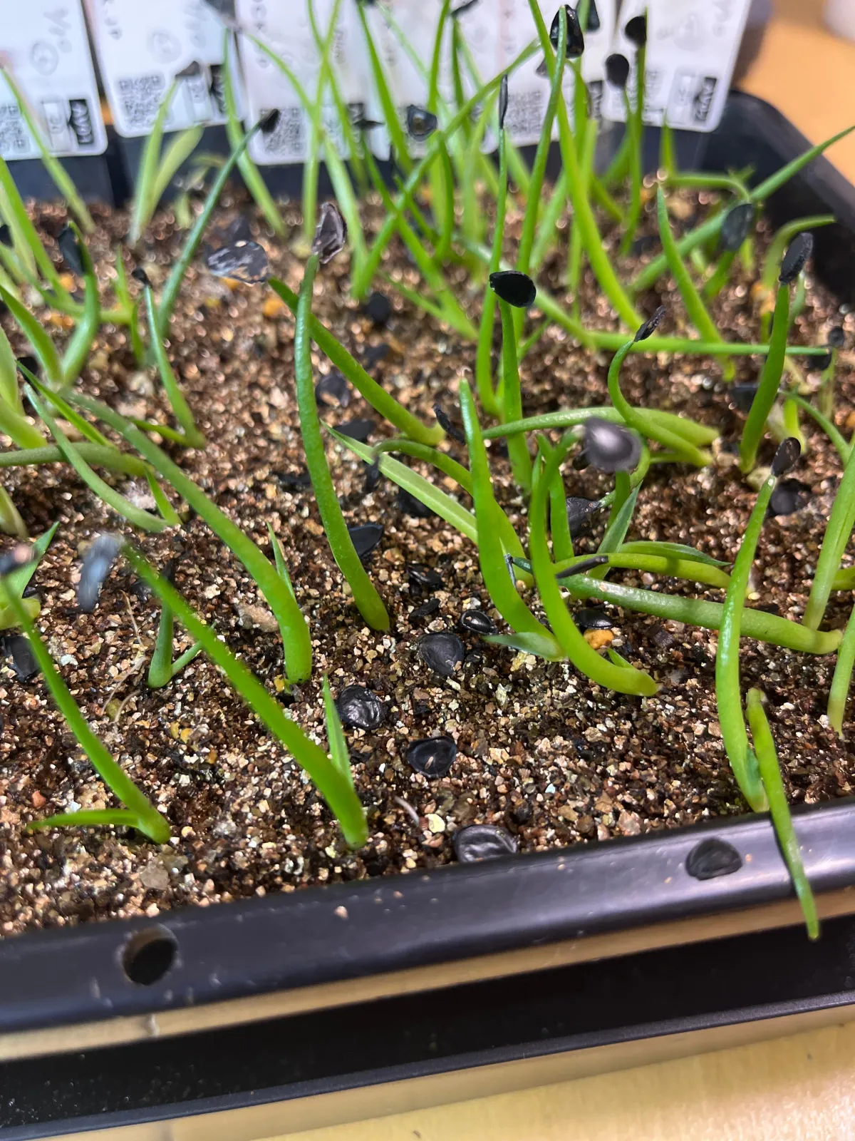 Agave Agave sp 'Azul Monterrey' (アガベ アズールモントレー)