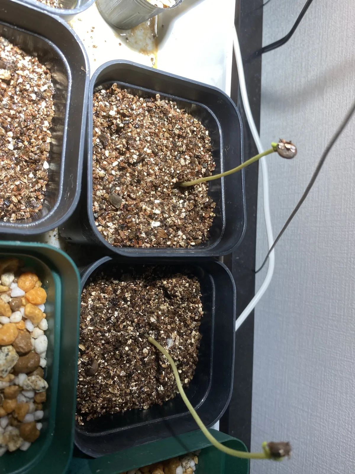 Senna singueana (センナ シンゲアナ)