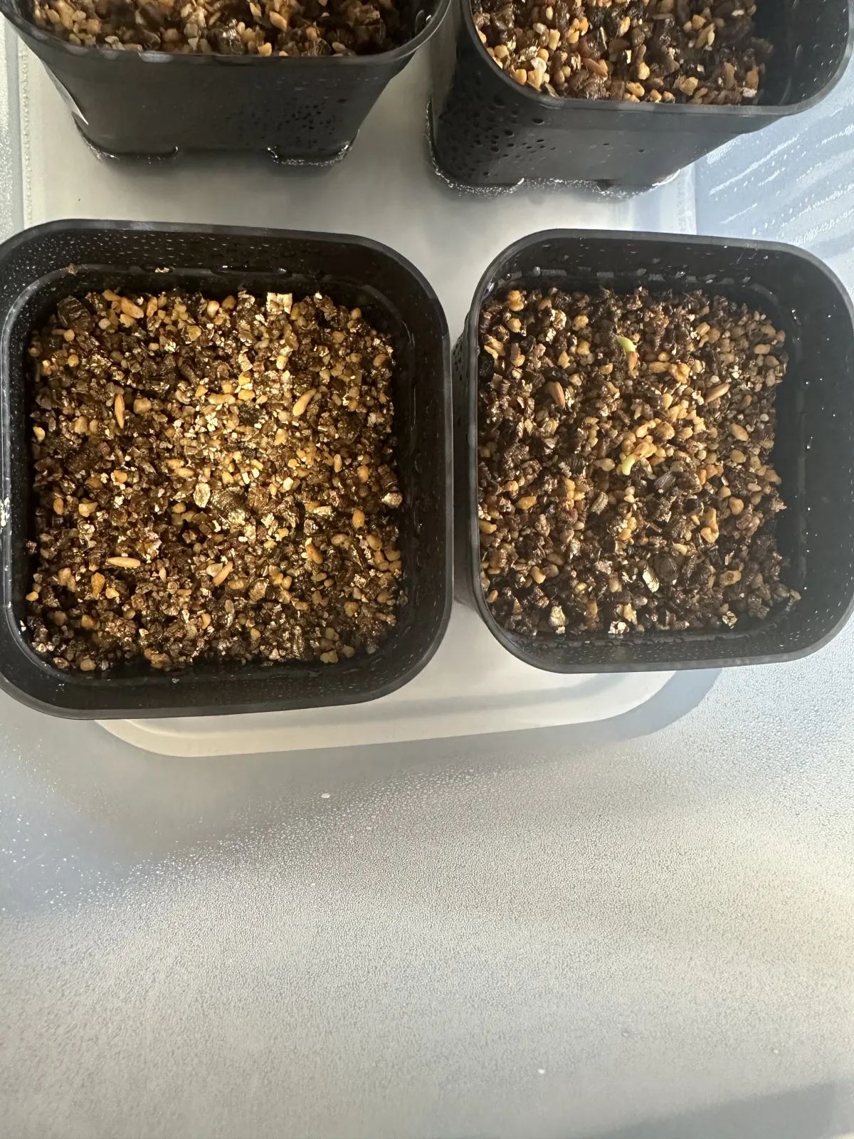 Pachypodium horombense (パキポディウム ホロンベンセ)