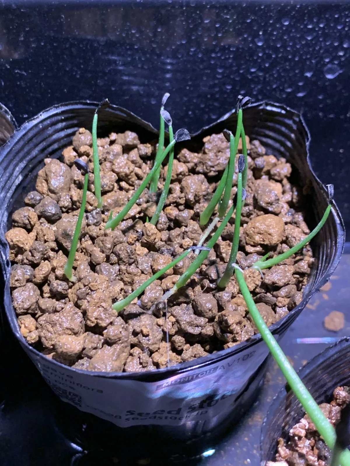 Agave geminiflora (アガベ ジェミニフローラ)