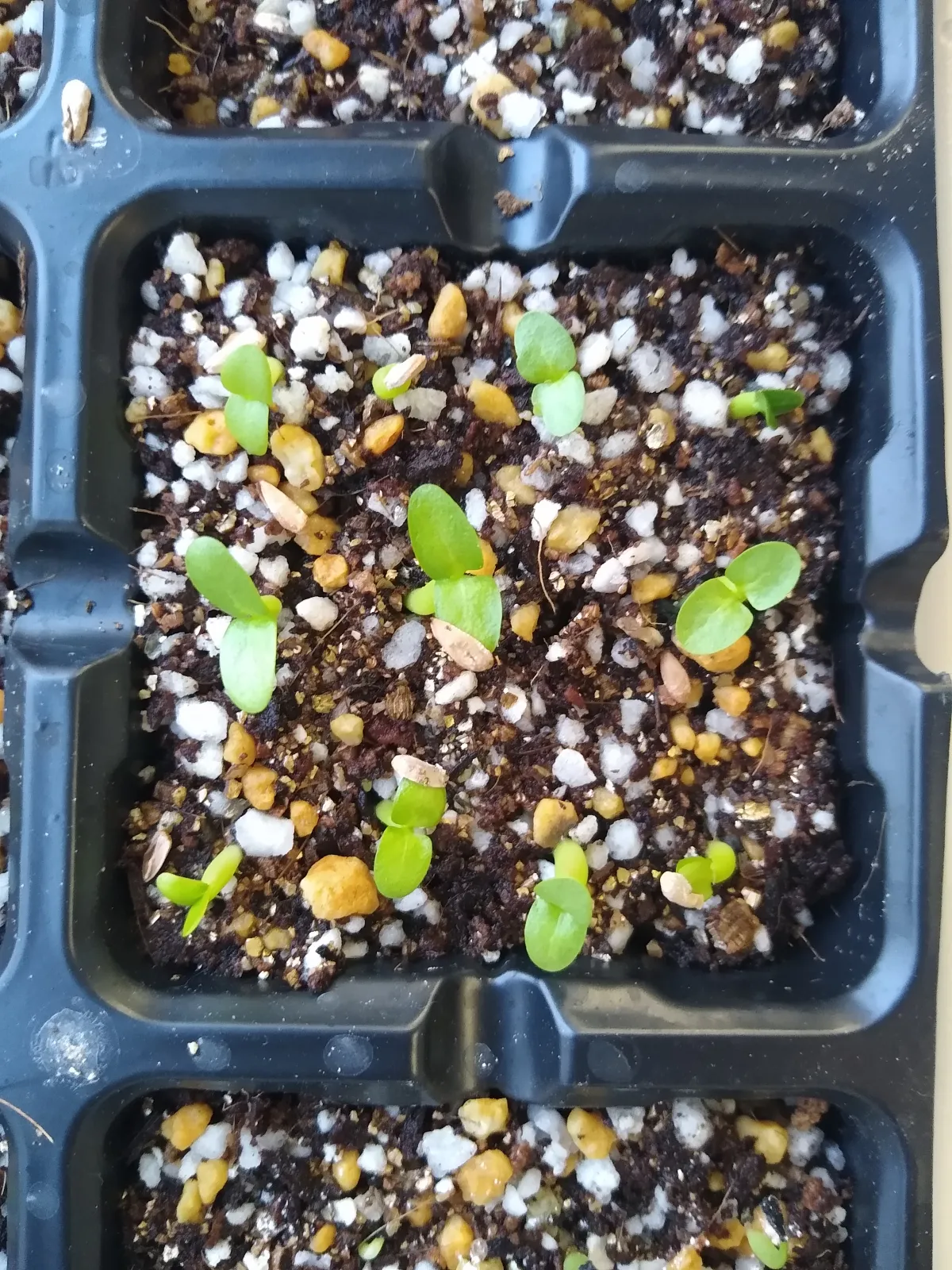 Pachypodium enigmaticum (パキポディウム エニグマチカム)