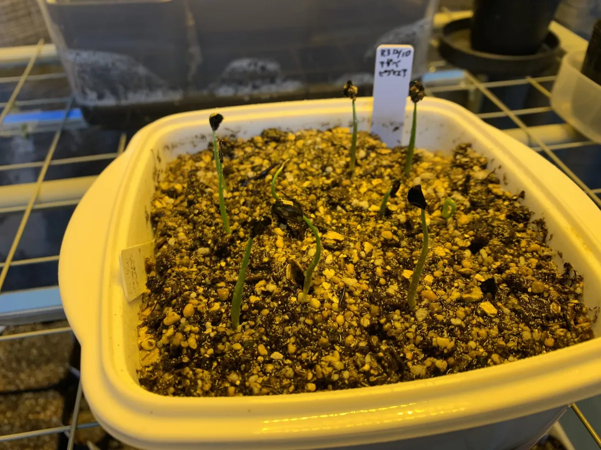 Agave seemanniana (アガベ ピグマエア)