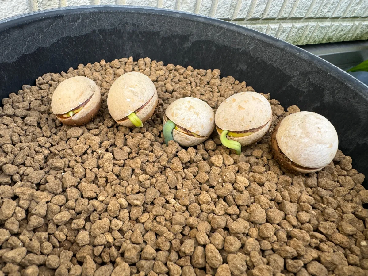 Cycas cairnsiana (サイカス カイルンシアナ)