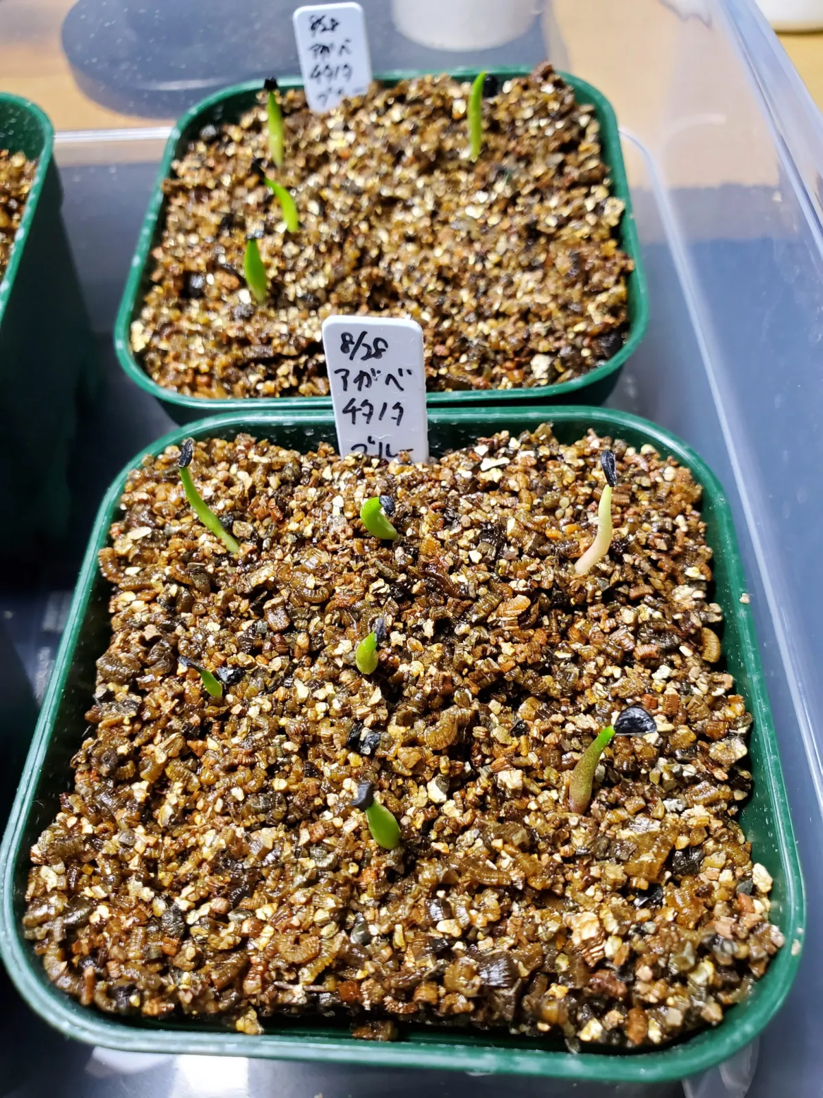 Agave titanota 'Blue' (アガベ チタノタブルー)