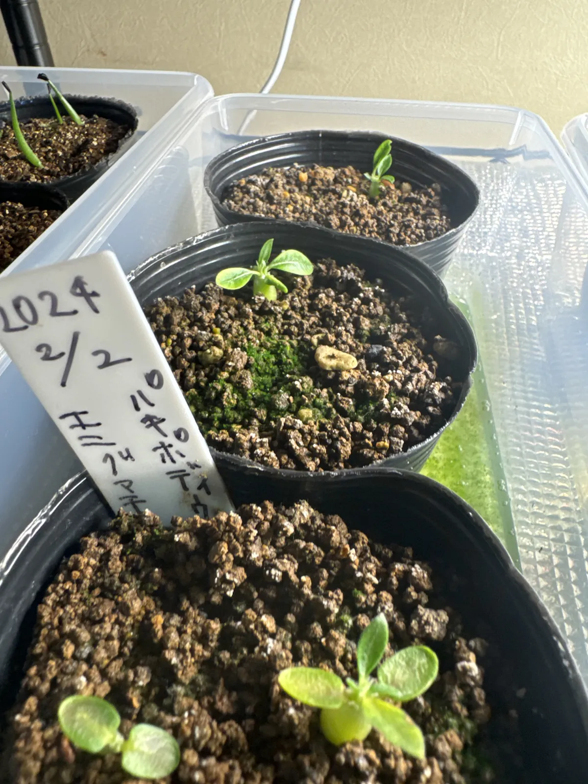 Pachypodium enigmaticum (パキポディウム エニグマチカム)