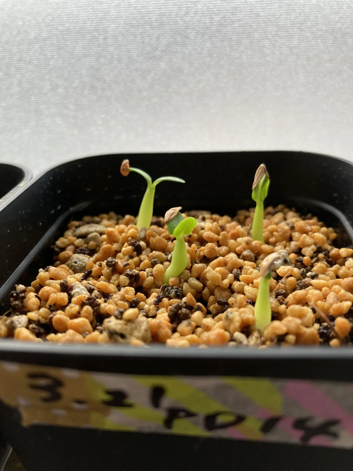 Pachypodium rosulatum (パキポディウム ロスラーツム)