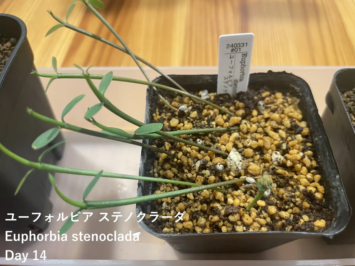 Euphorbia stenoclada subsp. stenoclada (ユーフォルビア ステノクラーダ)