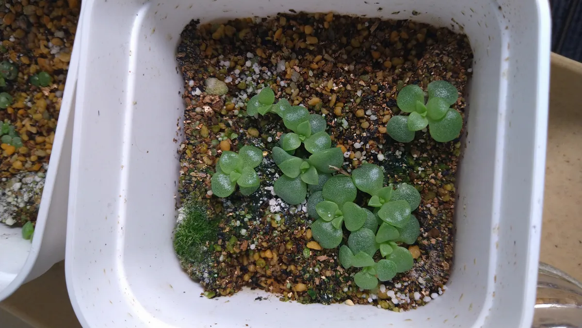 Echeveria agavoides 'Romeo' (エケベリア アガボイデス ロメオ)