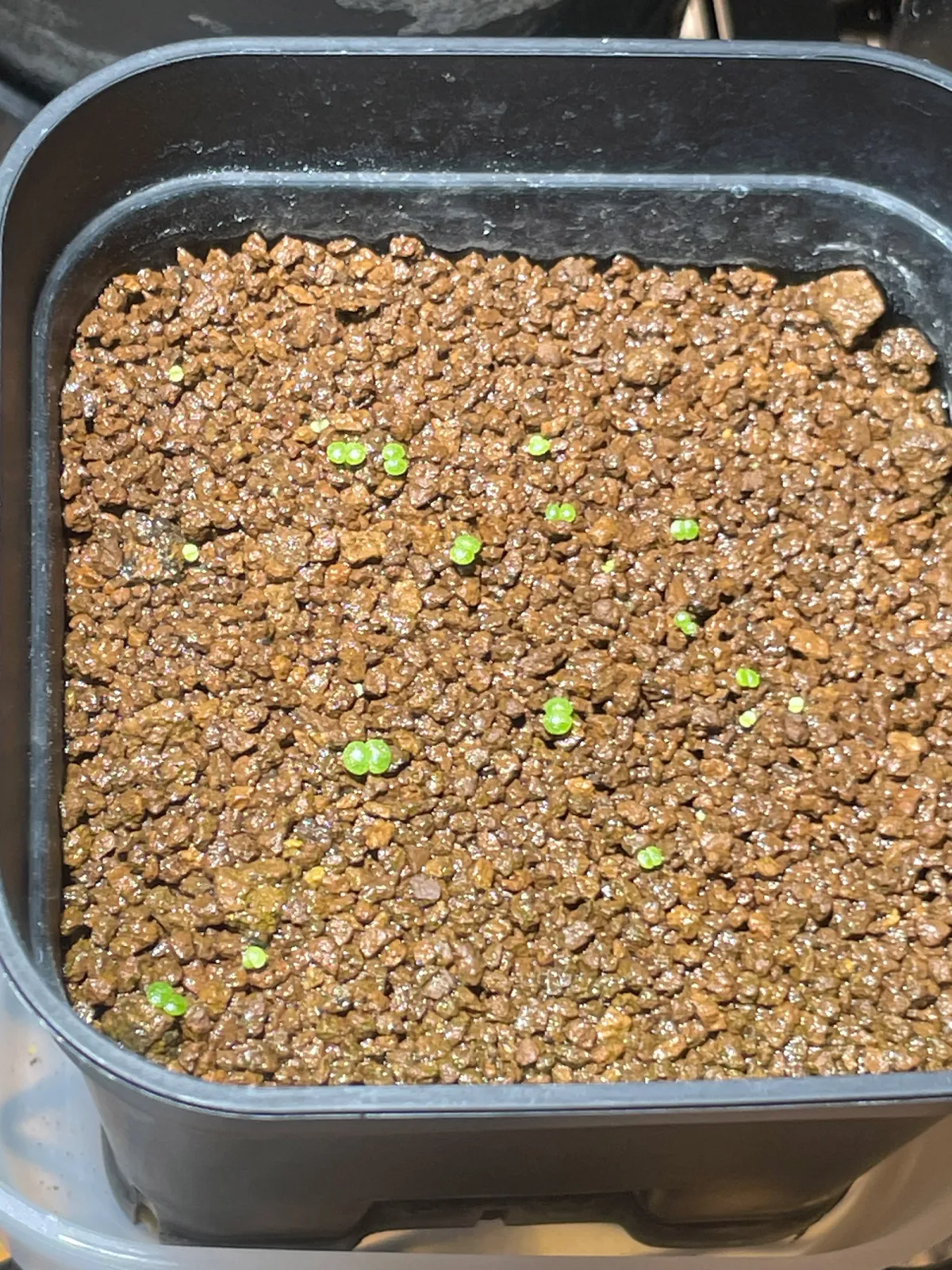 Tylecodon reticulatus subsp. reticulatus (ティレコドン レティクラタス)