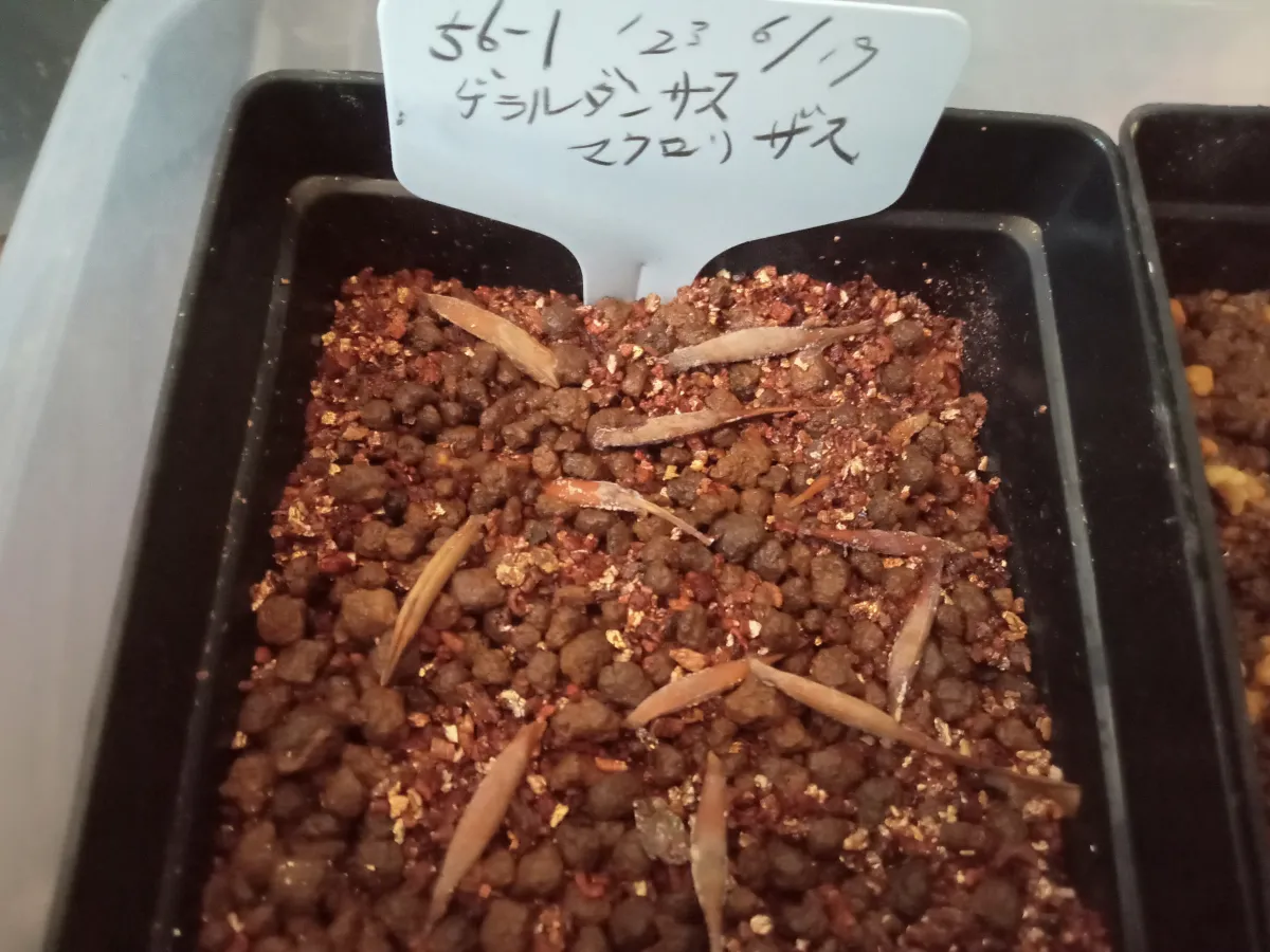 Gerrardanthus macrorhizus (ゲラルダンサス マクロリザス)