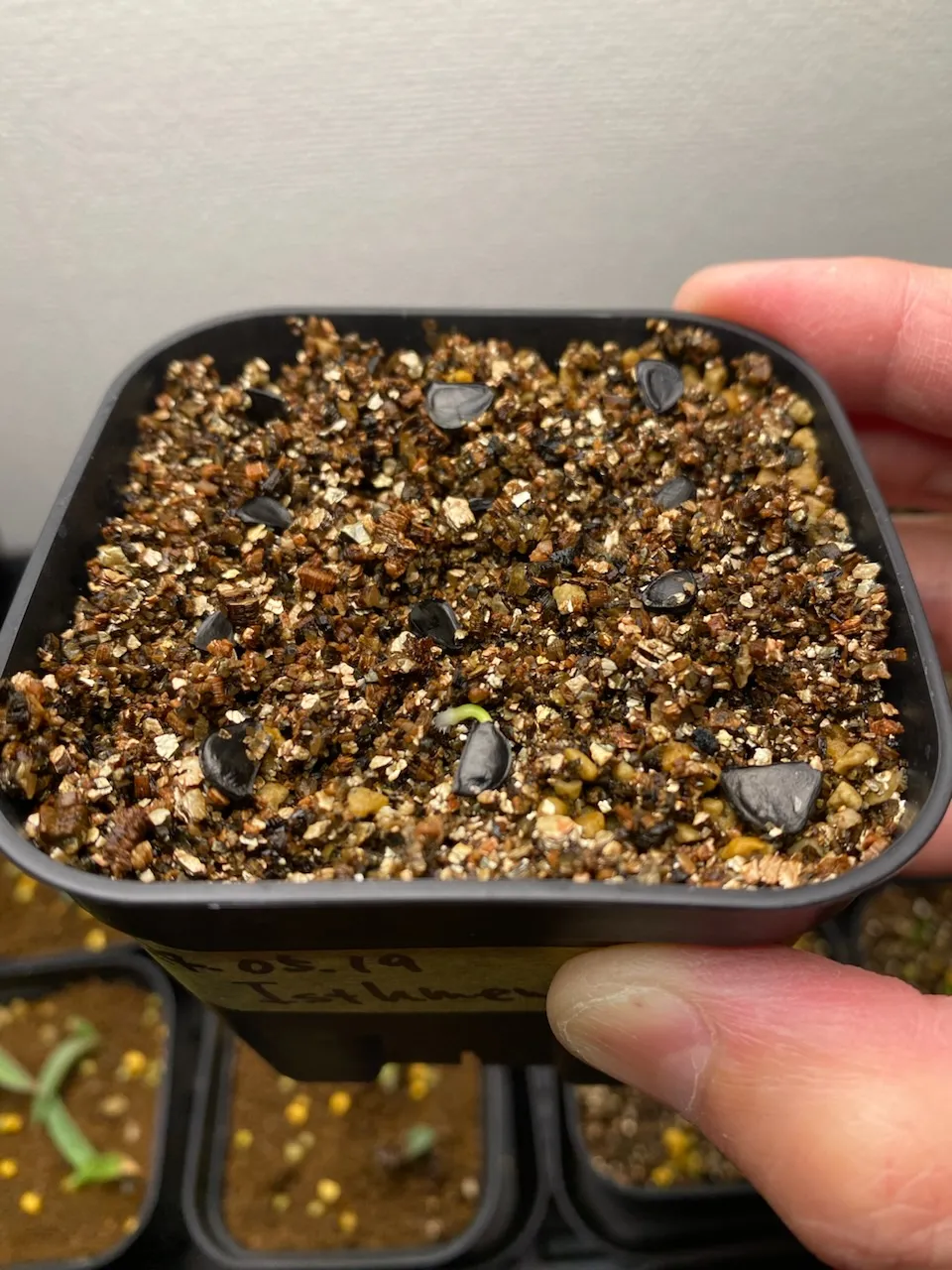 Agave isthmensis (アガベ イシスメンシス)