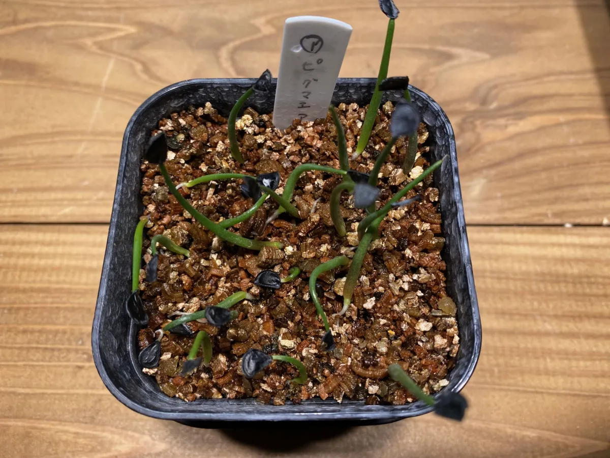 Agave seemanniana (アガベ ピグマエア)