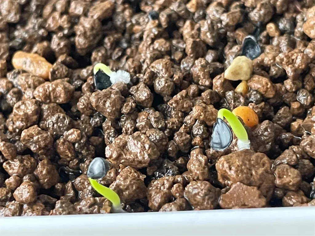 Agave utahensis var. nevadensis (アガベ ユタエンシス ネヴァデンシス)