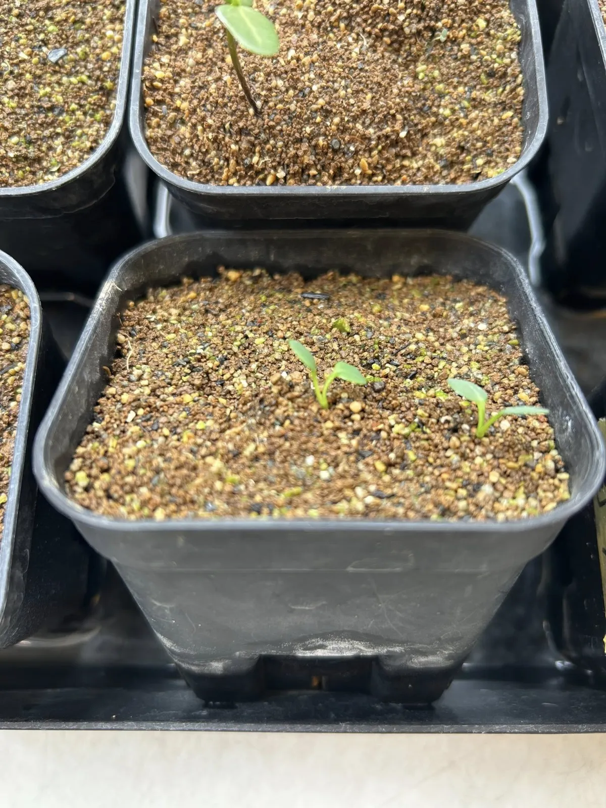 Euphorbia primulifolia var. primulifolia (ユーフォルビア プリムリフォリア)