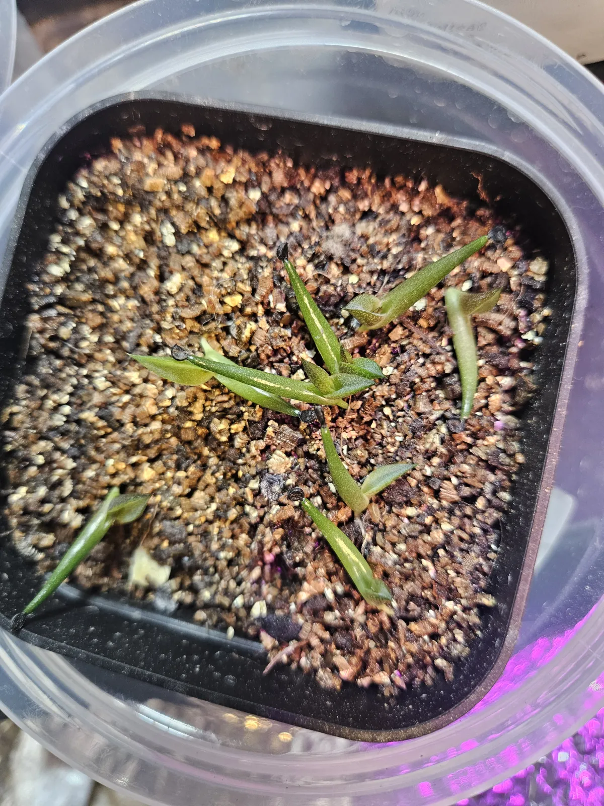 Agave impressa (アガベ インプレッサ)