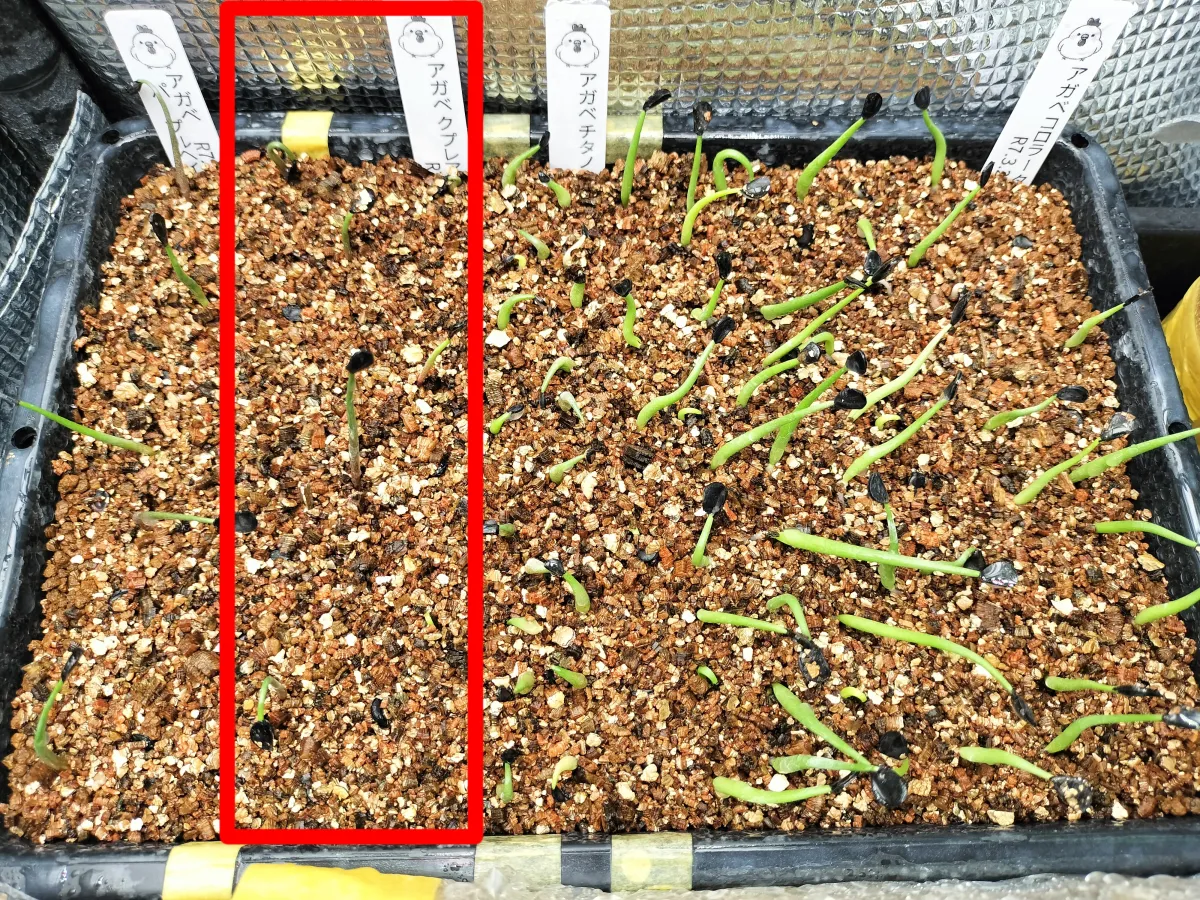 Agave cupreata (アガベ クプレアータ)