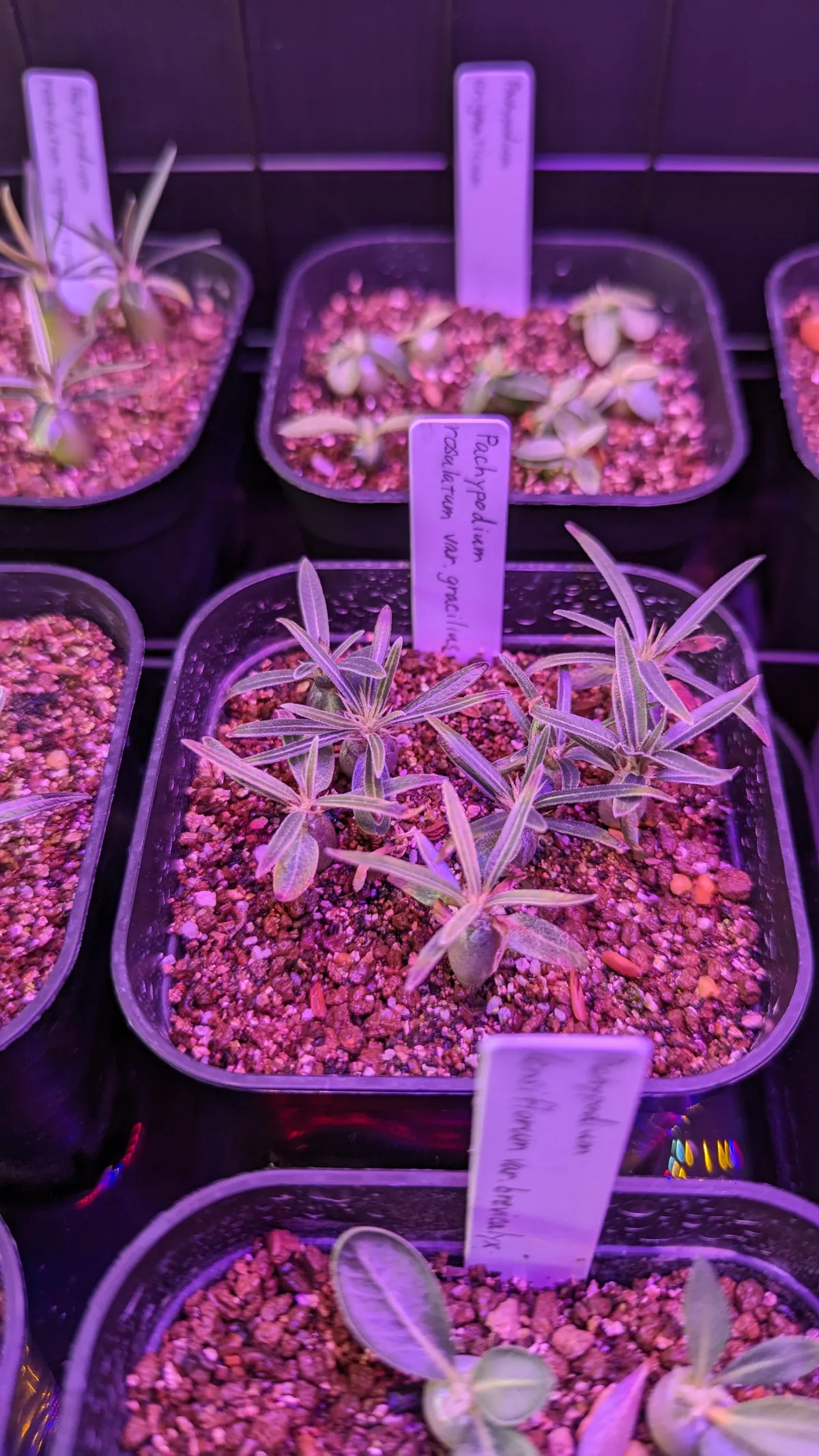 Pachypodium rosulatum var. gracilius (パキポディウム グラキリス)