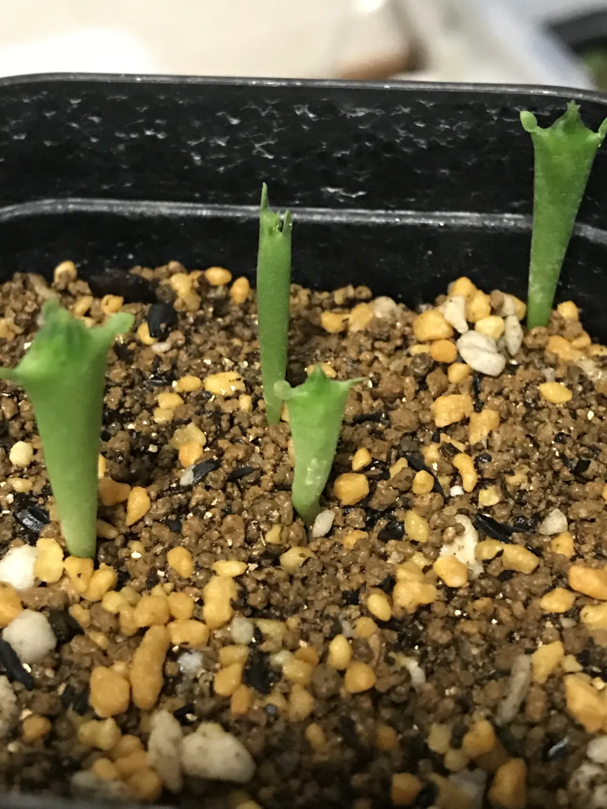 Stapelia gigantea (スタペリア ギガンテア)