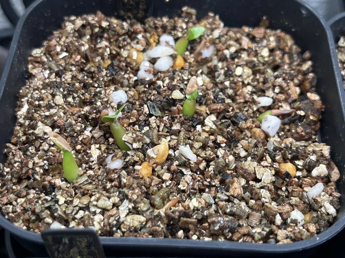 Pachypodium rosulatum ssp. cactipes (パキポディウム カクチペス)