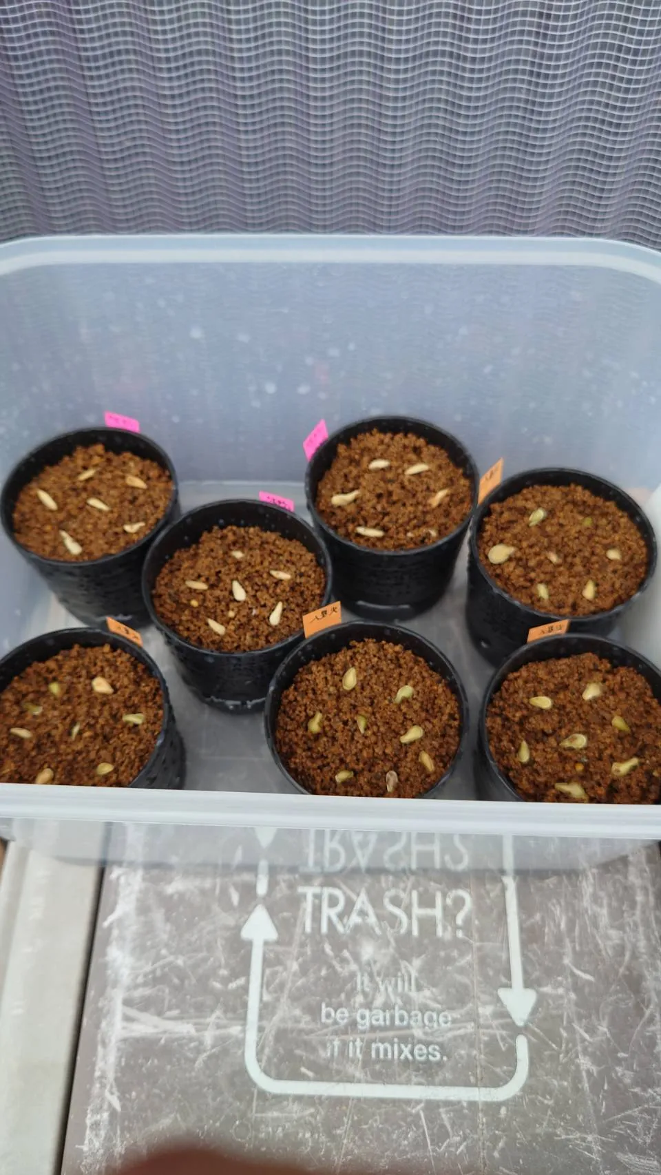 Fockea edulis (フォッケア 火星人)