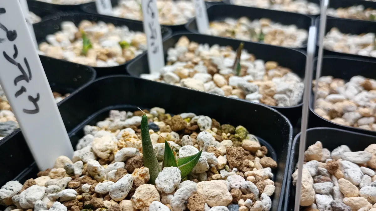 Agave pintilla (アガベ ピンティラ)