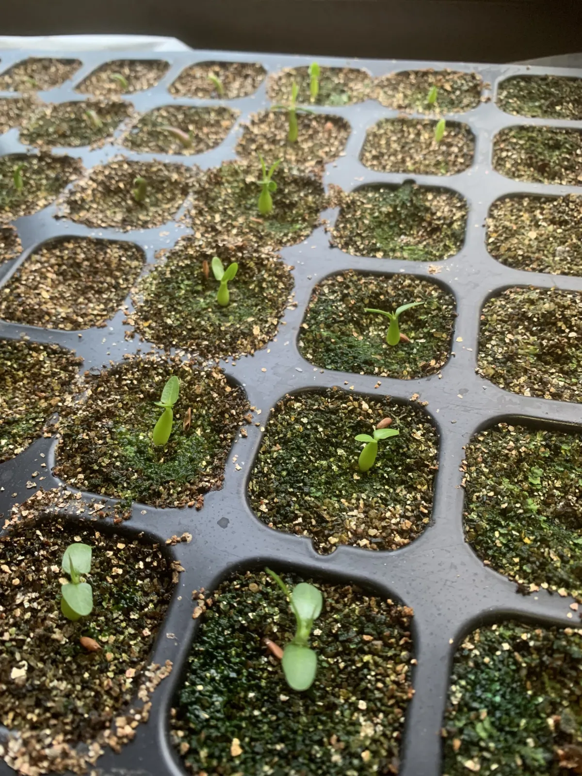 Pachypodium rosulatum ssp. rosulatum (パキポディウム ロスラーツム)