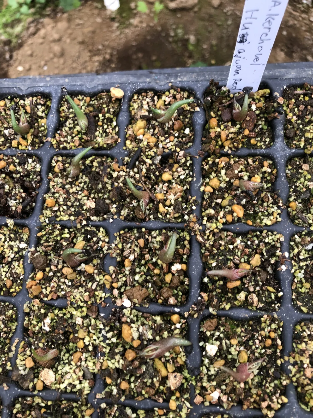 Agave kerchovei 'Huajuapan Red' (アガベ ワフアパンレッド)