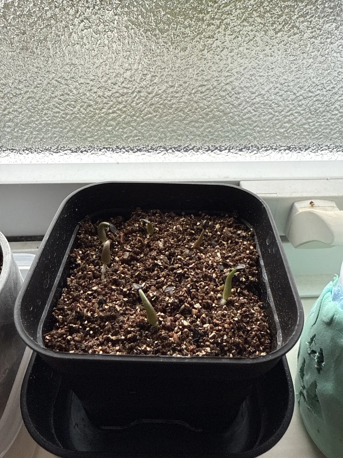 Agave quiotepecensis (アガベ クイオテペセンシス)