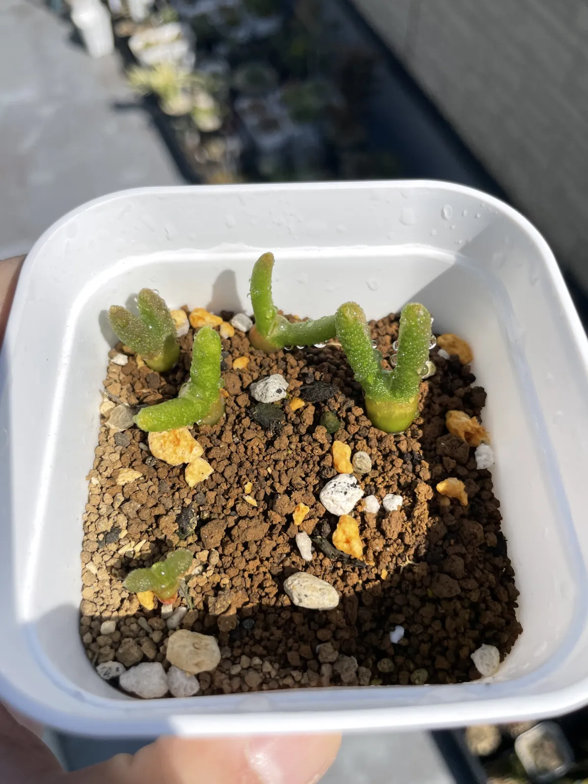 Monilaria moniliforme (モニラリア モニリフォルメ)