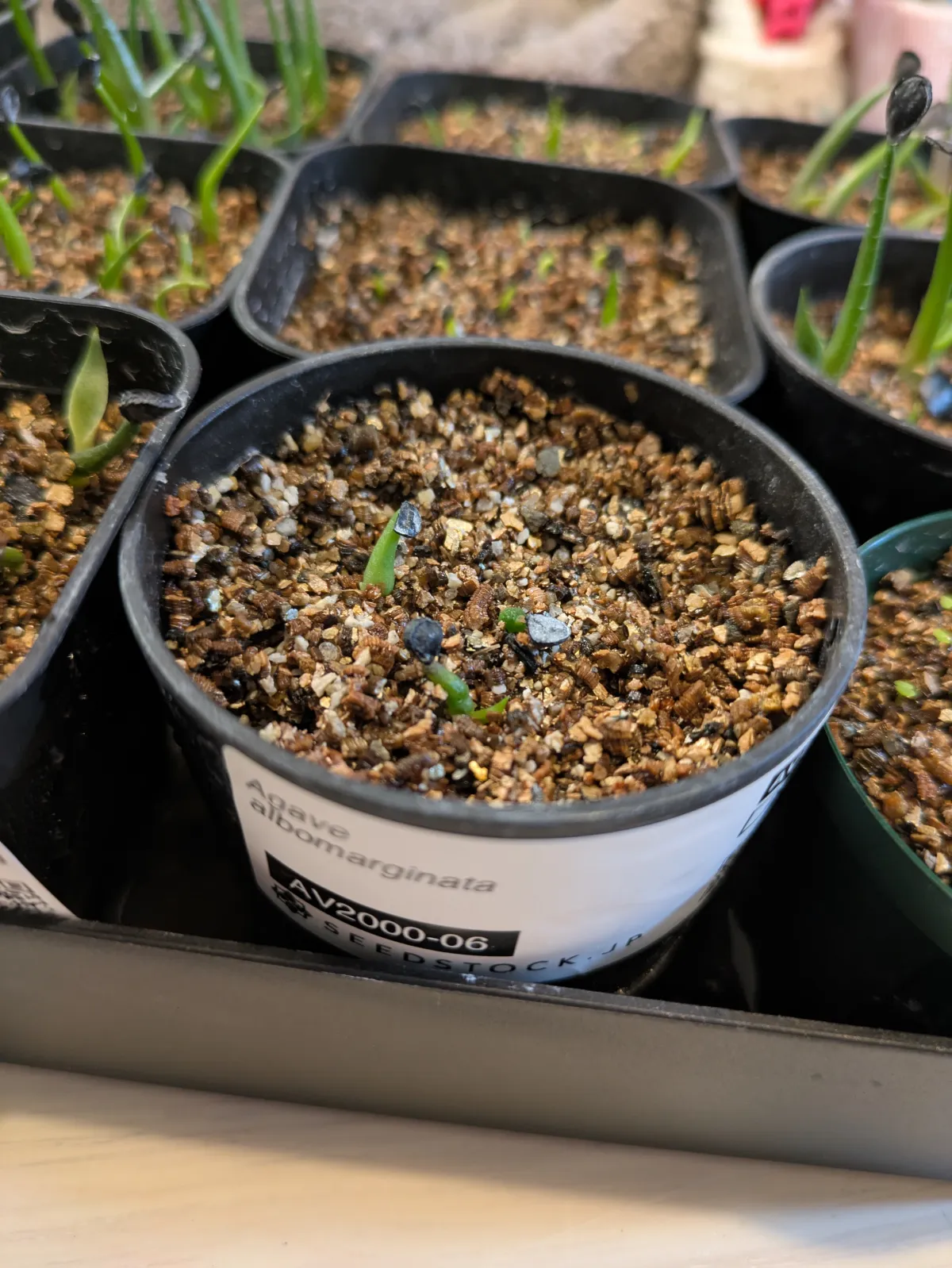 Agave albomarginata (アガベ アルボマルジナータ)