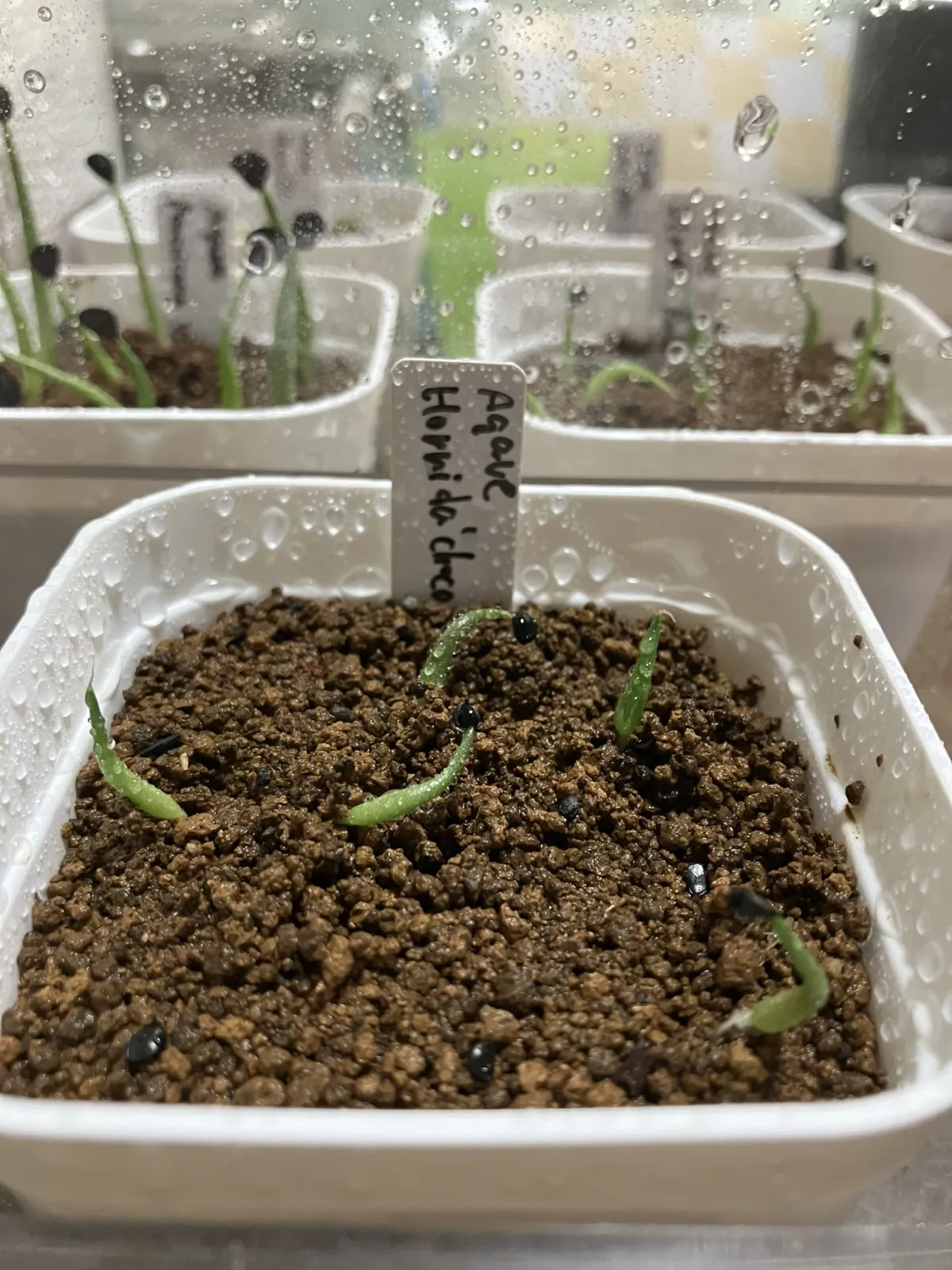 Agave horrida 'Chocolate Thorn' (アガベ ホリダ チョコレートソーン)