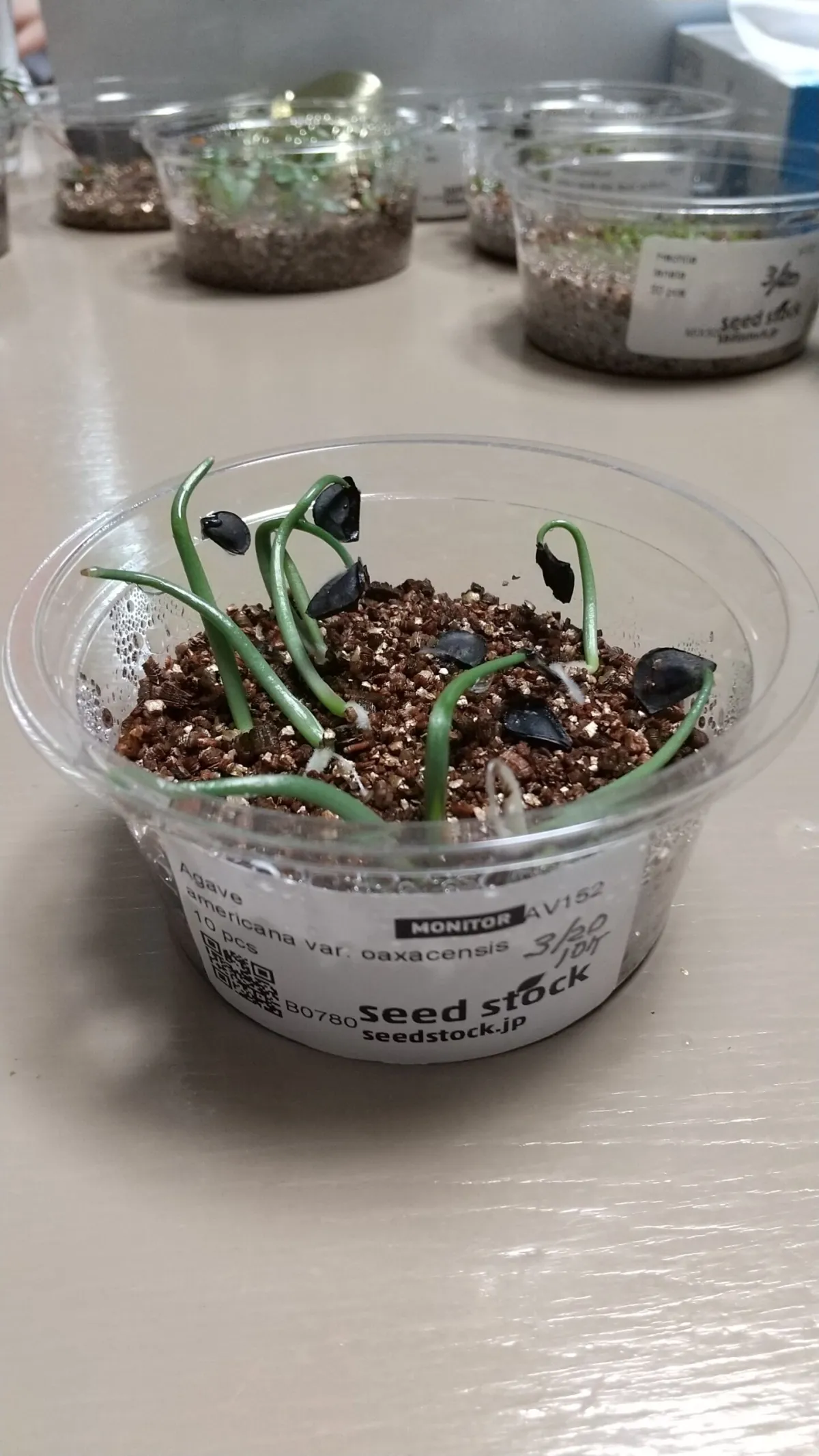 Agave americana var. oaxacensis (アガベ オアハセンシス)