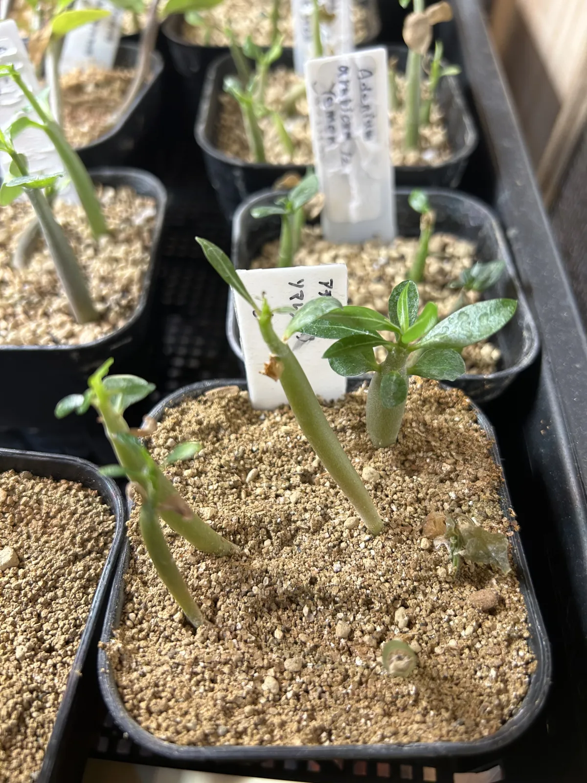 Adenium somalense var. somalense (アデニウム ソマレンセ)
