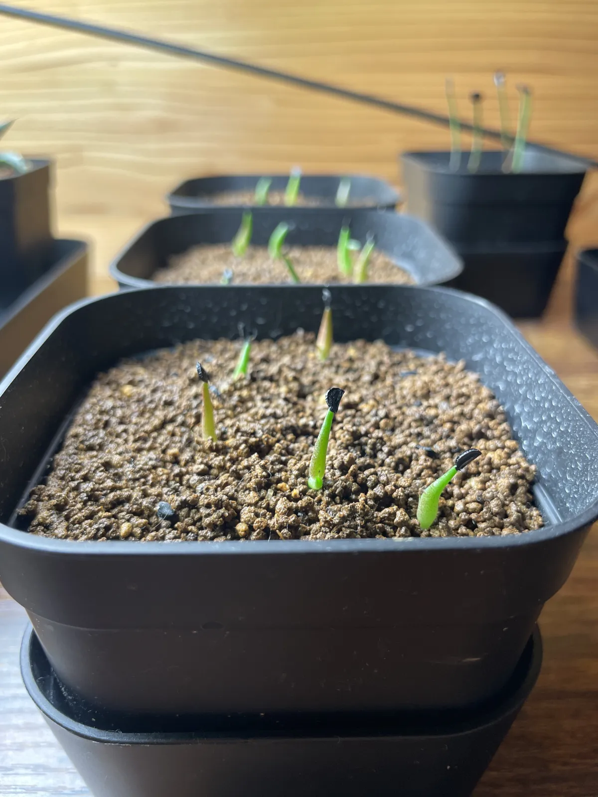 Agave titanota (アガベ チタノタ ドワーフ)