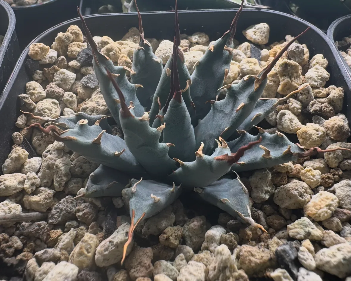 Agave utahensis var. nevadensis (アガベ ユタエンシス ネヴァデンシス)