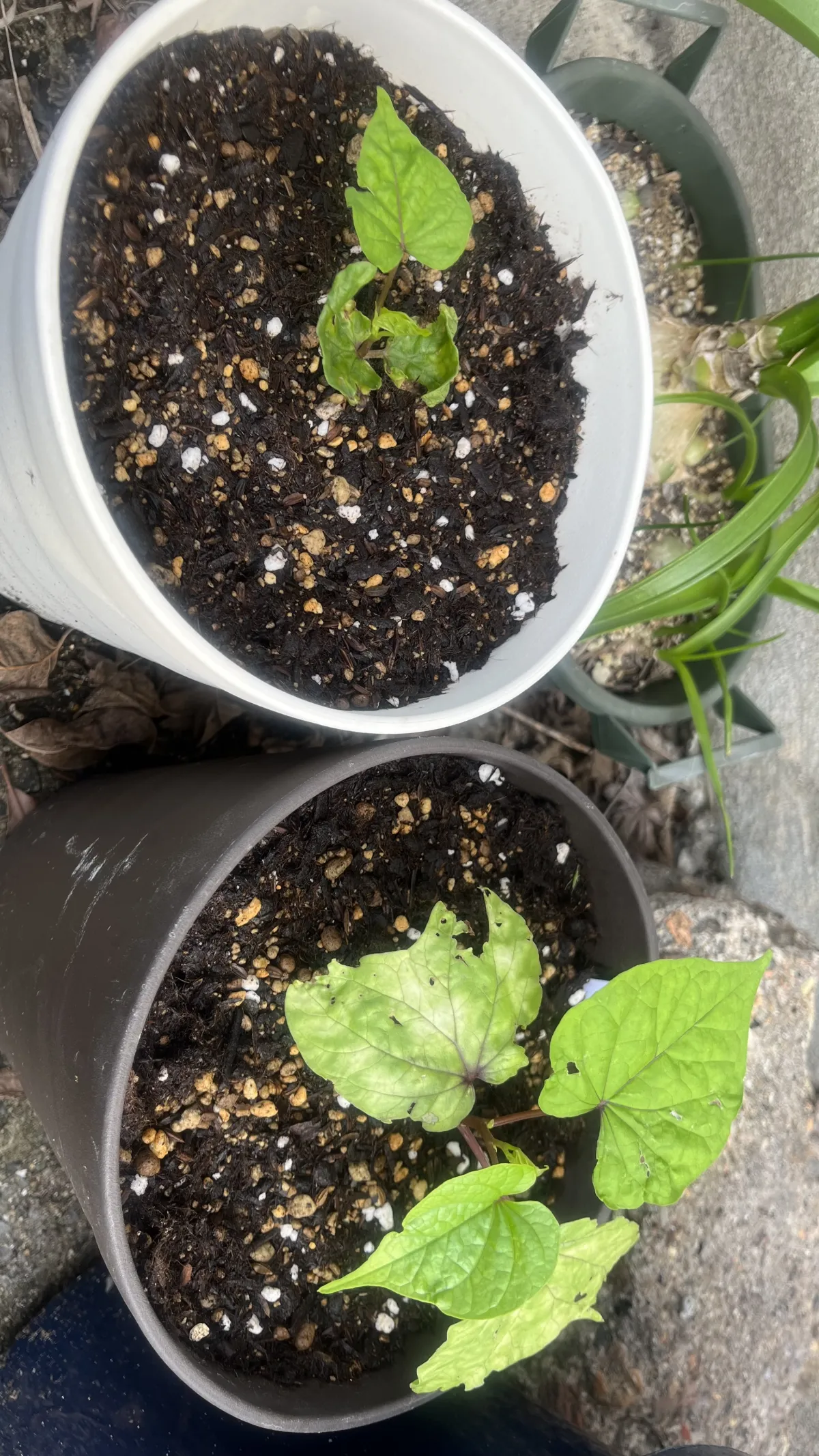 Ipomoea Ipomoea sp. (イポメア)