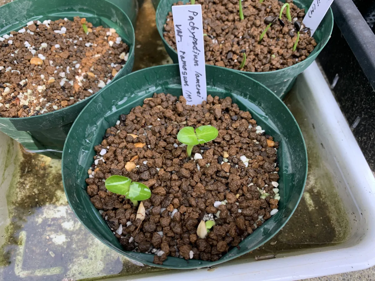 Pachypodium lamerei var. ramosum (パキポディウム ラモサム)