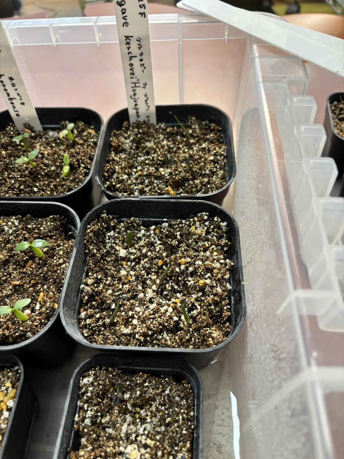 Agave kerchovei (アガベ ケルチョベイ)