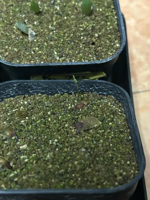 Dioscorea sylvatica (ディオスコレア シルバティカ)