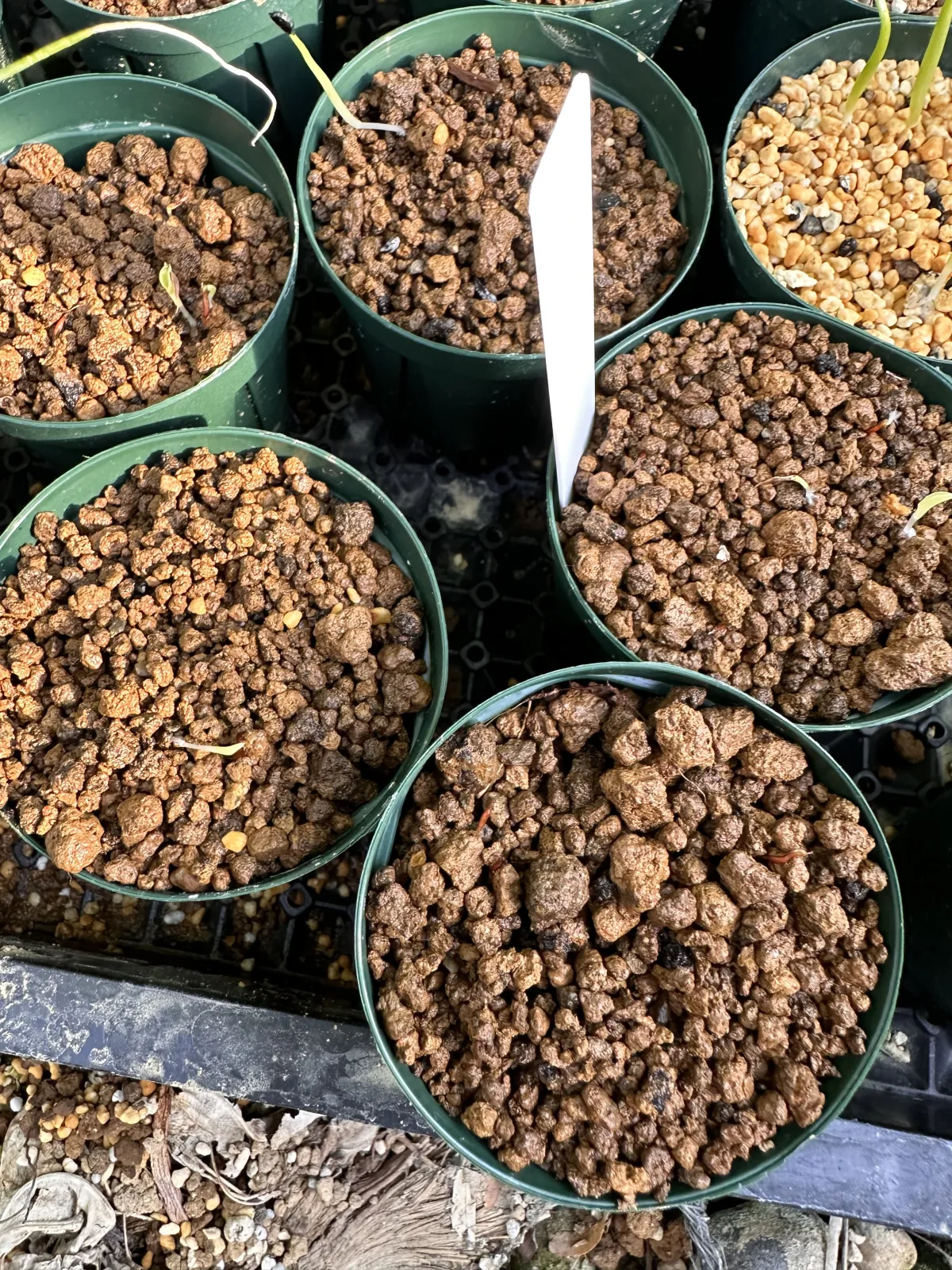 Hechtia lanata (ヘクチア ラナータ)