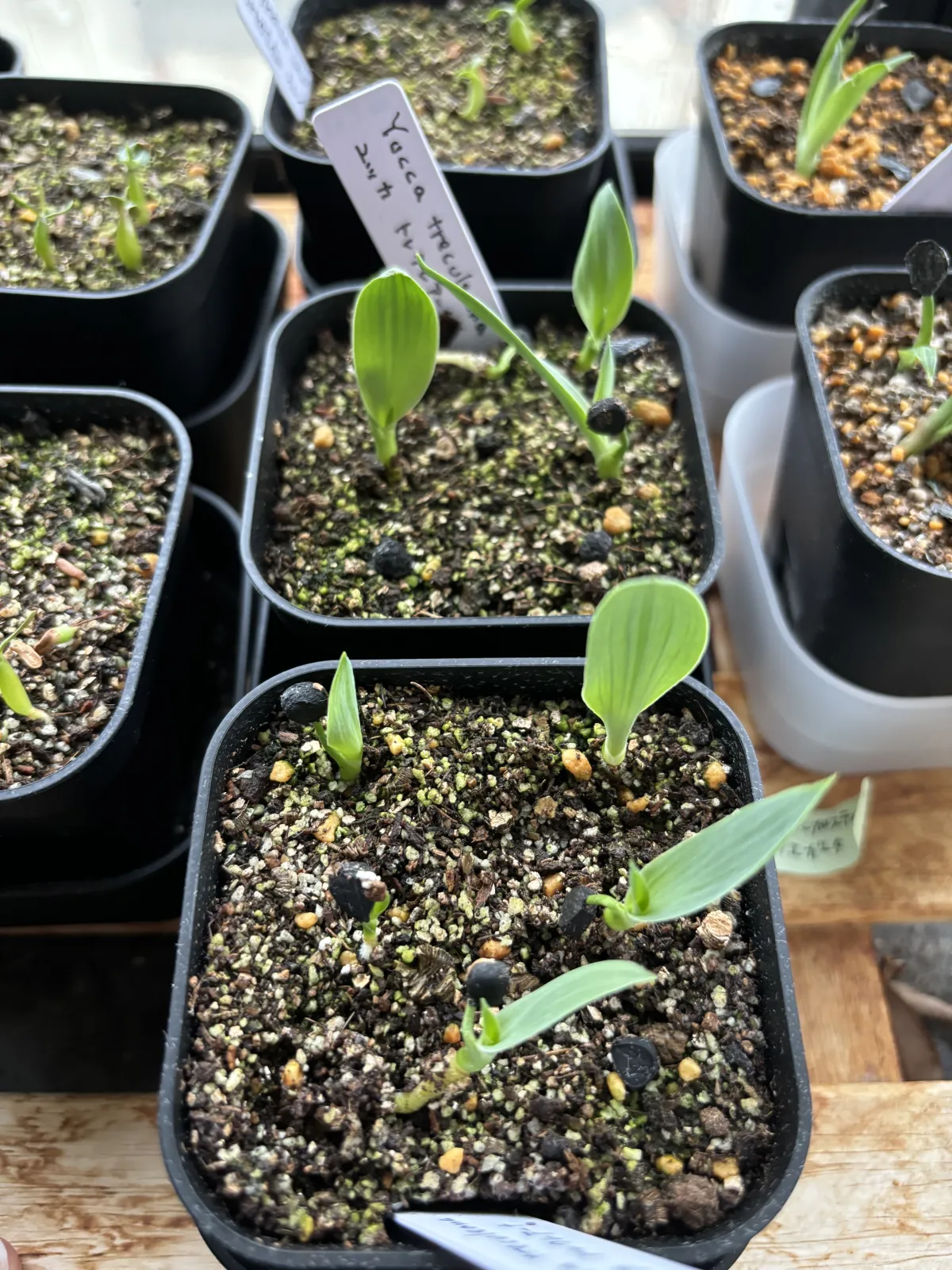 Yucca treculeana (ユッカ トレクレアーナ)