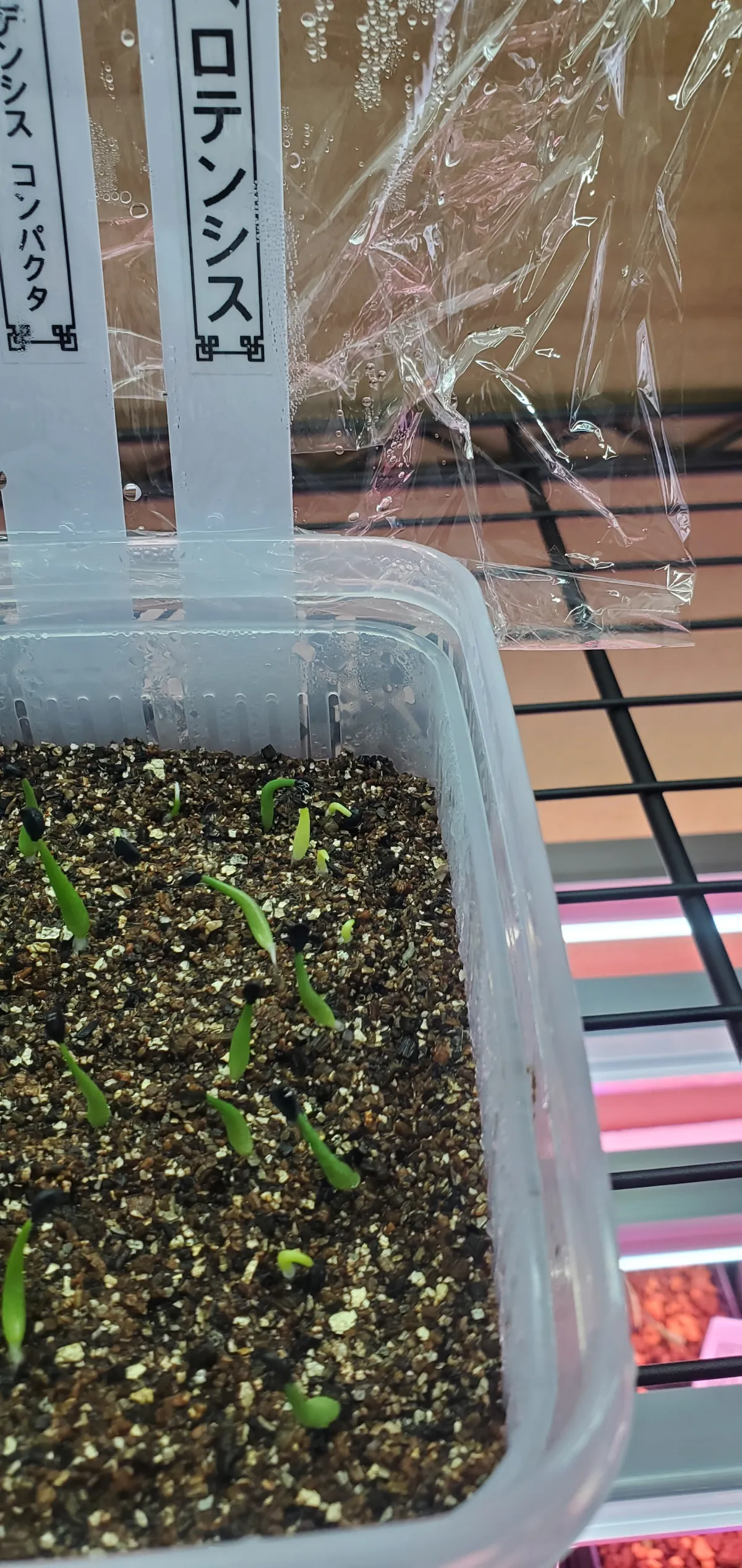 Agave horrida subsp. perotensis (アガベ ペロテンシス)